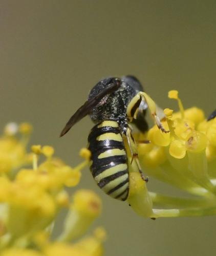 Lestica clypeata